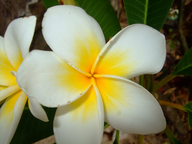 Mauritius 2010 - 0212 